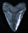 Massive Black Inch Megalodon Tooth #3319-1